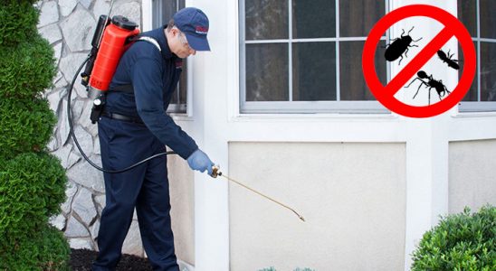 Çamlık Tahtakurusu İlaçlama böcek ilaçlama ve haşere kontrolü — ilaclama-tr.com